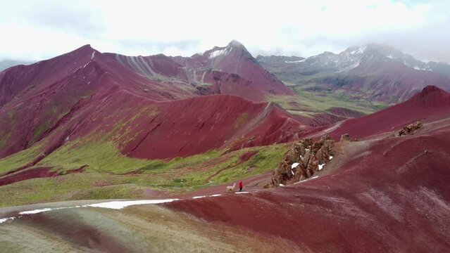 Man in red walking with Lama (Alpaka) on Rainbow Mountain Peak at Vinicunca Valley in Peru. Aerial footage. Red Valley.
