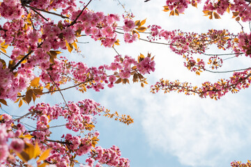 bottom view of blooming pink flowers on branches of cherry tree against sky.