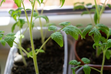 Tomato plants in the pots on the balcony window sill. Slovakia