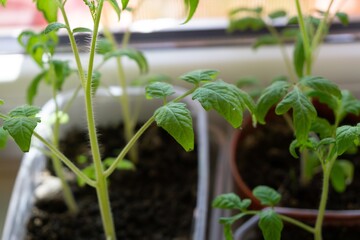 Tomato plants in the pots on the balcony window sill. Slovakia