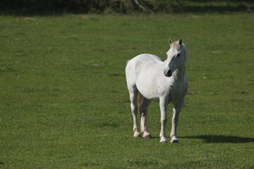 Obraz premium Spring Flood On The Desna River. Mezynsky National Nature Park, Chernihiv Region, Ukraine