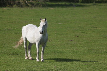 Obraz premium Spring Flood On The Desna River. Mezynsky National Nature Park, Chernihiv Region, Ukraine
