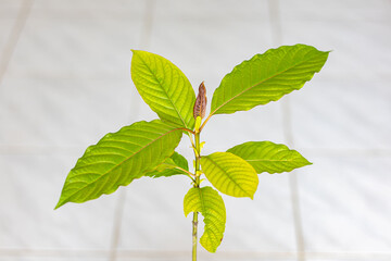Kratom(Mitragyna speciosa) local herb in southern Thailand. Kratom is a tree. The leaves are used as a recreational drug.