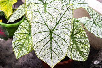 Caladium bicolor exotic leaves in sugarpot white background