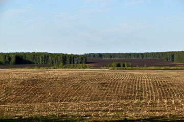 Agricultural field and forest against the sky