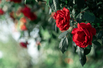 Blur background of beautiful bush of red roses flowers for your design project. Beautiful floral background.