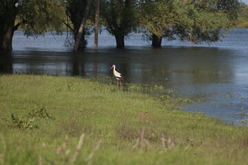 Fototapeta premium Spring Flood On The Desna River. Mezynsky National Nature Park, Chernihiv Region, Ukraine