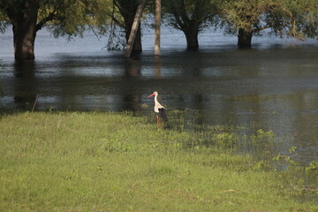 Spring Flood On The Desna River. Mezynsky National Nature Park, Chernihiv Region, Ukraine