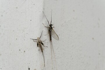 Ephemeroptera and the skin on the wall of the house. Slovakia