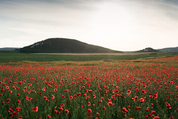 Background beautiful blooming poppy field in the rays of the setting sun. Spring flowers background for your design. - obrazy, fototapety, plakaty