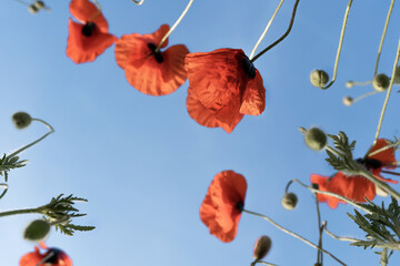 Background beautiful blooming poppy. Spring flowers background for your design.