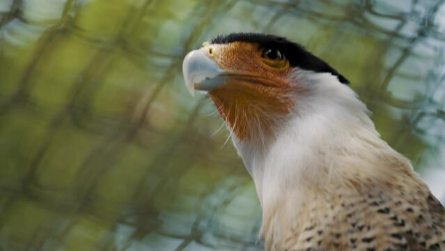 Fierce looking Crested Caracara turns head to give death stare; close-up