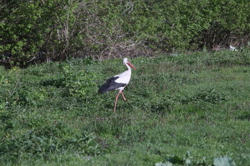 Spring Flood On The Desna River. Mezynsky National Nature Park, Chernihiv Region, Ukraine