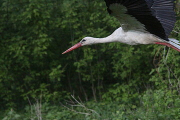 Spring Flood On The Desna River. Mezynsky National Nature Park, Chernihiv Region, Ukraine