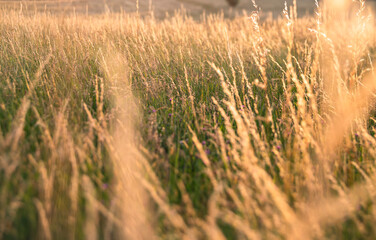 Details of wheat field at sunset.