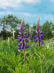 Blooming purple Lupine flowers - Lupinus polyphyllus fodder plants growing in spring garden. Violet lilac blossom with green leaves meadow. Postcard, botanical poster background, wildflower wallpaper.