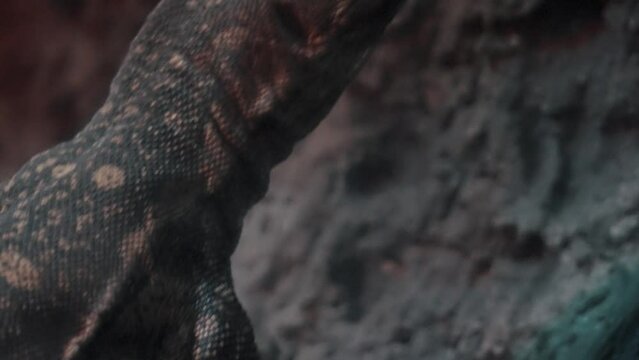 Nile Monitor Lizard Extending Its Elongated Neck. - Closeup