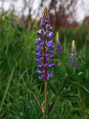 Blooming purple Lupine flowers - Lupinus polyphyllus fodder plants growing in spring garden. Violet lilac blossom with green leaves meadow. Postcard, botanical poster background, wildflower wallpaper.