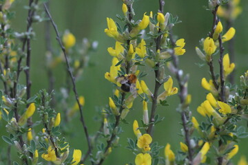 Spring Flood On The Desna River. Mezynsky National Nature Park, Chernihiv Region, Ukraine