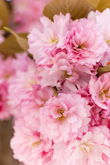 macro photo of pink flowers of blossoming cherry tree.