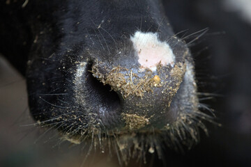 Close-up of the nose, muzzle face of a cow or calf. Young calves up to a year old. Young individuals belong to artiodactyls. The young of some wild species are called calves.