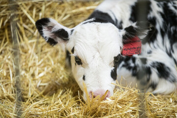Obraz premium Young calves up to a year old. Young individuals belong to artiodactyls. The young of some wild species are called calves.