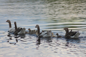 Spring Flood On The Desna River. Mezynsky National Nature Park, Chernihiv Region, Ukraine