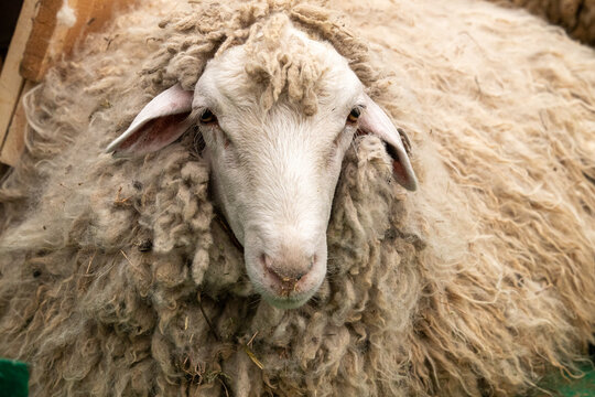 Merino sheep on an Australian farm. Breeding queens of pure breed Dzhalginsky merino. Close-up