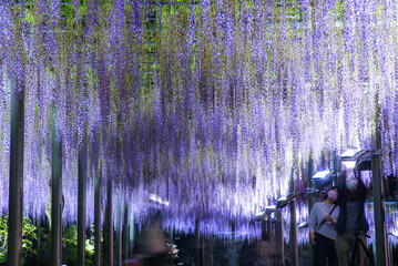 藤の花ライトアップ