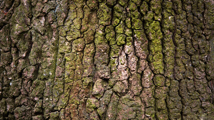 Banner, natural background. Texture of the bark of an old brown tree close-up with green moss