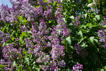 Fototapeta na wymiar Blooming lilac bushes in spring, sunny weather