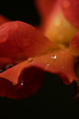 rain drop on a rose