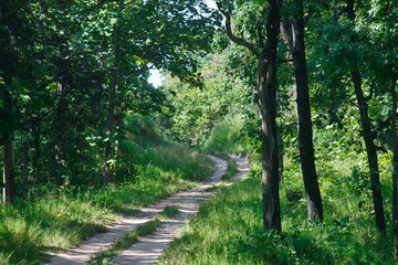 Fototapeta premium A path in a tropical forest in a national park in South Asia