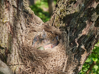 Nest with newborn blackbird chicks and egg. Natural selection and life of blackbirds in the wild. - obrazy, fototapety, plakaty
