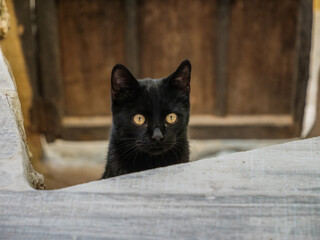 gato mirar negro ojos misterio animal   - obrazy, fototapety, plakaty