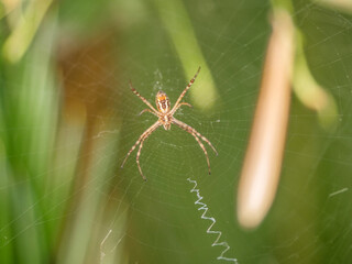 izquierda araña tigre pequeña chica tela araña insecto  