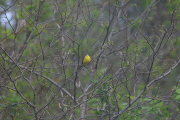 Spring Flood On The Desna River. Mezynsky National Nature Park, Chernihiv Region, Ukraine