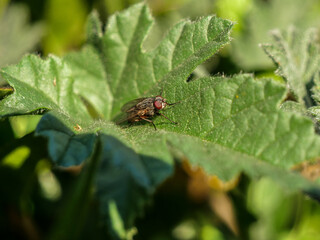 Fototapeta premium lado mosta hoja detalle 