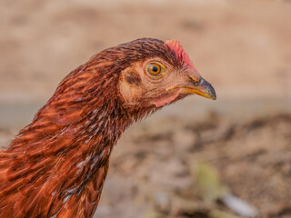 lado ojo gallina gallinas rural campo sueltas color camperas  