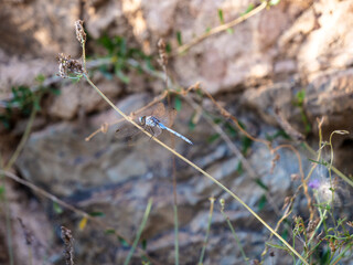 libelula planta lejos insecto  