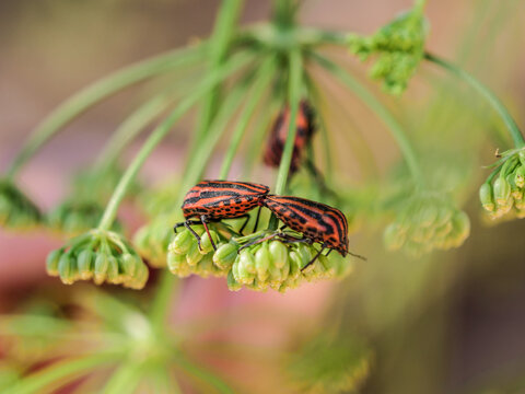 juntos dos copular reproducir chinche de col arlequ&iacute;n insecto animal  