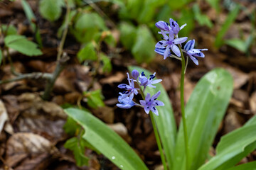 Pyrenean squill purple flowers