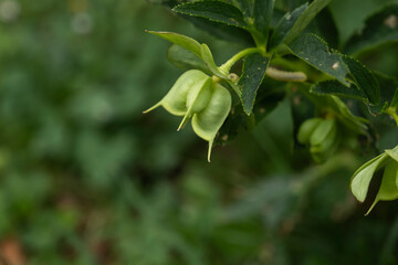 Fototapeta na wymiar Green hellebore fruits