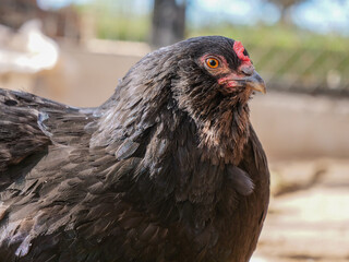 negra negro cerca gallina gallinas rural campo sueltas color camperas  