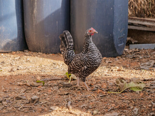 pequeño cerca gallina gallinas rural campo sueltas color camperas  