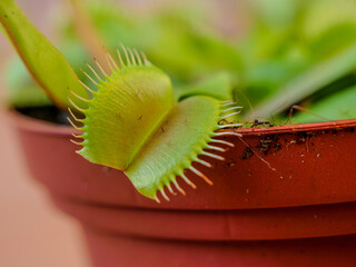 planta carnivora Venus atrapamoscas insectivora  