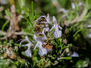 pollen abeja flor poliniza polinizar animal  