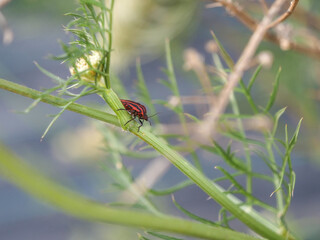 solo enganchado aparear quitar Chinche rojo de las coles insecto  