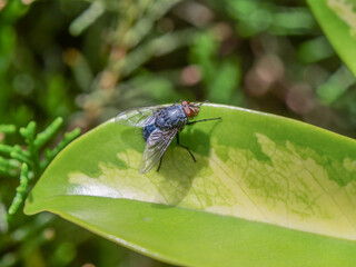 vista mosca azul hoja verde animal  