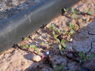 fresa multiple fresas brote pequeña regar riego tuberia material  